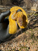 Pastel Pinstripe Low White Pied Ball Python Female