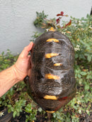 Red Foot Tortoise Adult Male