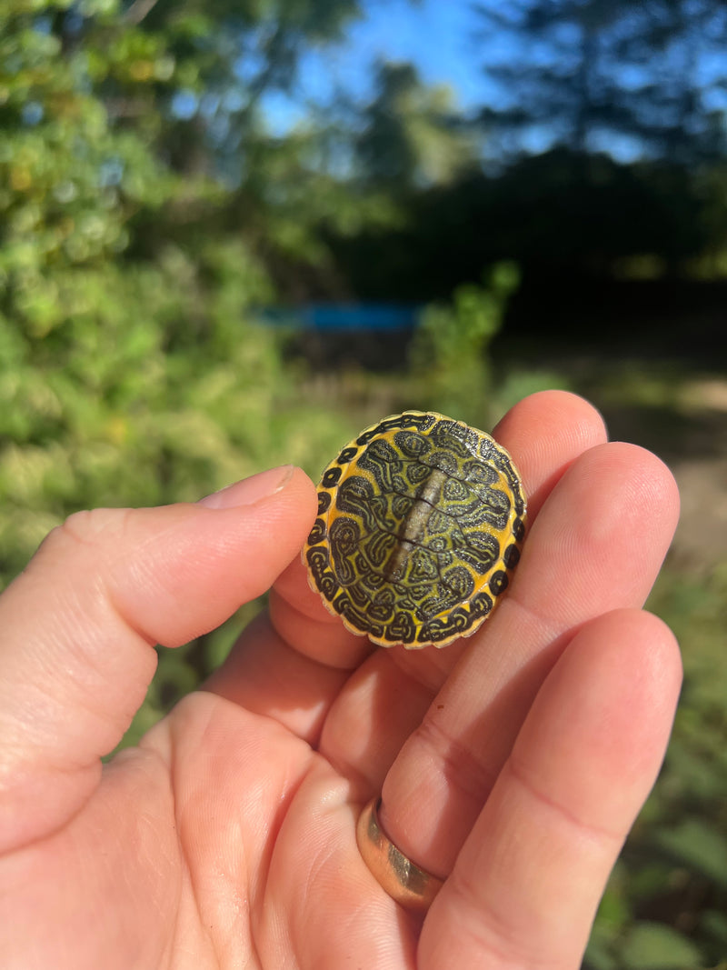 Yellow Flame Baby Florida Red Bellied Turtle