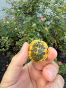 Golden Flame Florida Red Bellied Turtle 2026