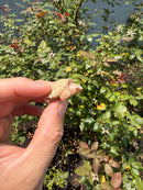 Albino Florida Snapping Turtle 2026