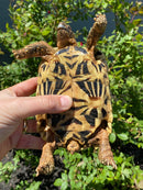 Indian Star Tortoise 2020