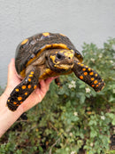 Red Foot Tortoise Adult Female