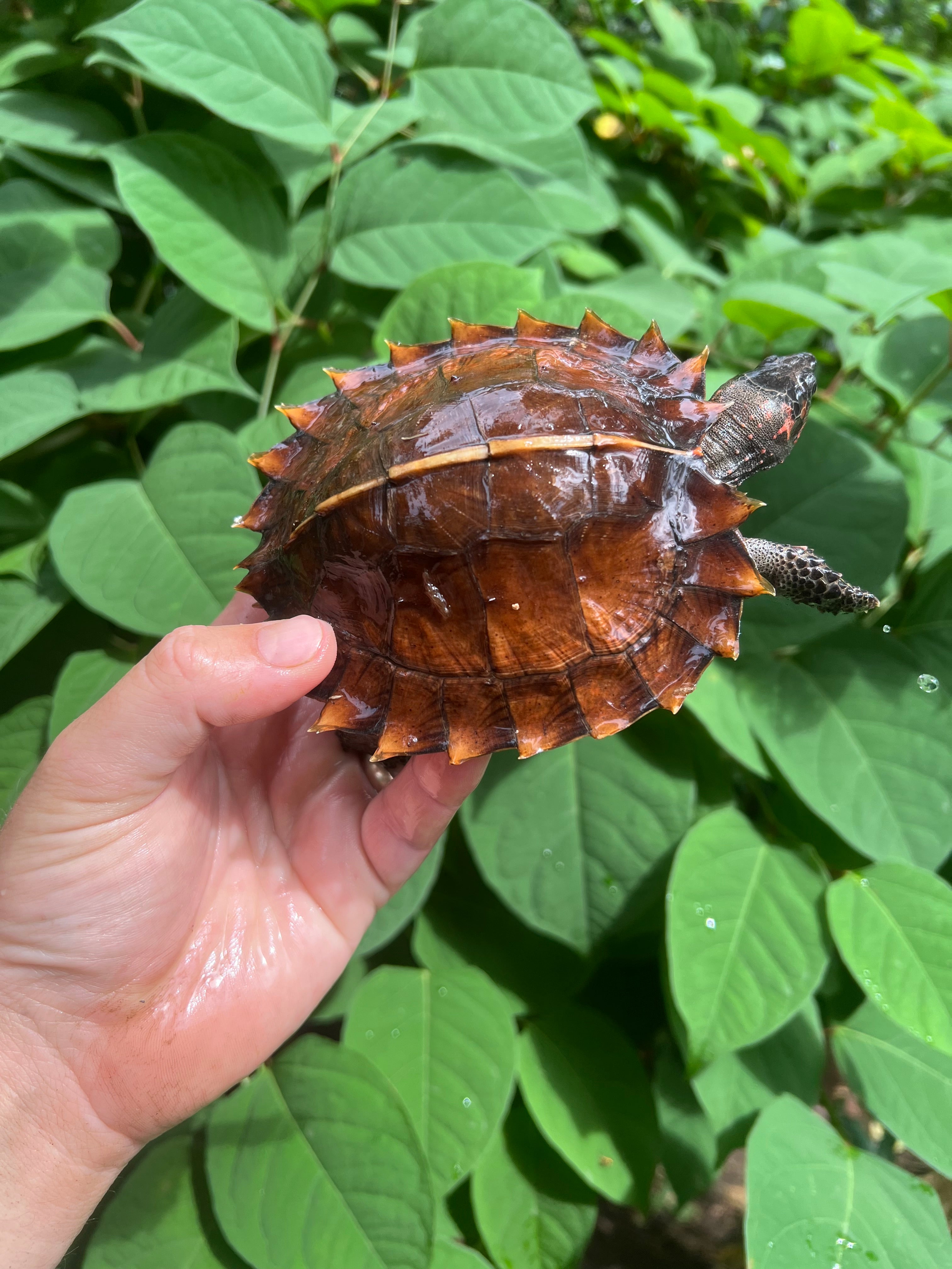 Spiny Hill Turtles For Sale | American Reptile Distributors