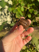 Keeled Box Turtle Baby