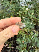 Pastel Clown Common Musk Turtle Baby 2026