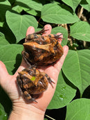 Brazilian Horned Frog Adult Pair