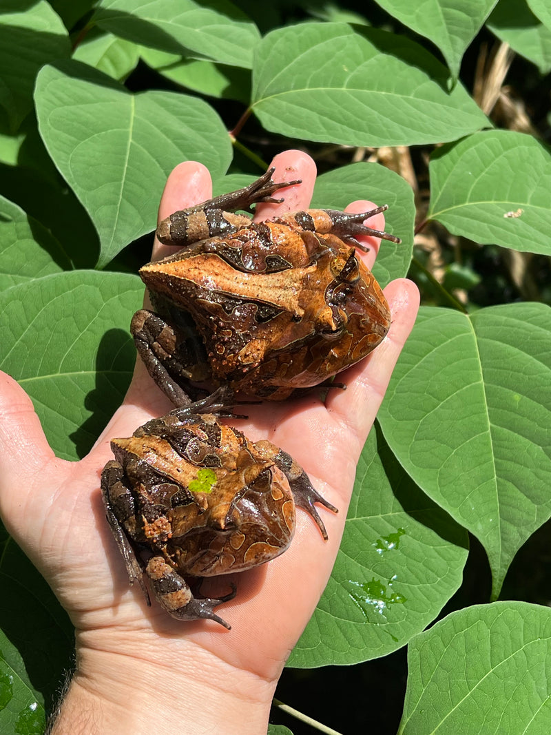 Brazilian Horned Frog Adult Pair