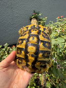 Eastern Hermann's Tortoise Adult Male