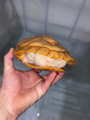 Albino Red-Eared Slider Adult Female