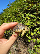 Leopard Tortoise 2024