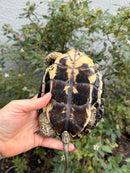 Spanish Pond Turtle Adult Pair