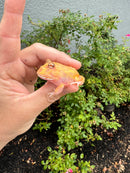 Mutant  Pacman Frog
