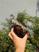 Concentric Diamondback Terrapin Adult Female