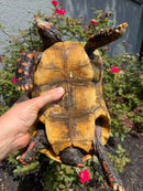 Red Foot Tortoise Adult Female