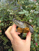 Franco-Italian Pond Turtle Adult Male
