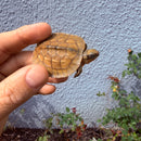 Vietnamese Three-striped Box Turtle