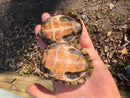 Stripe-necked Musk Turtle Adult Breeding Group 1.4  (Sternotherus peltifer)