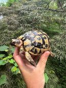Libyan Greek Tortoise Adult Female