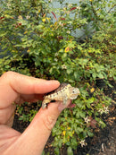 Hypomelanistic Common Snapping Turtle 2026