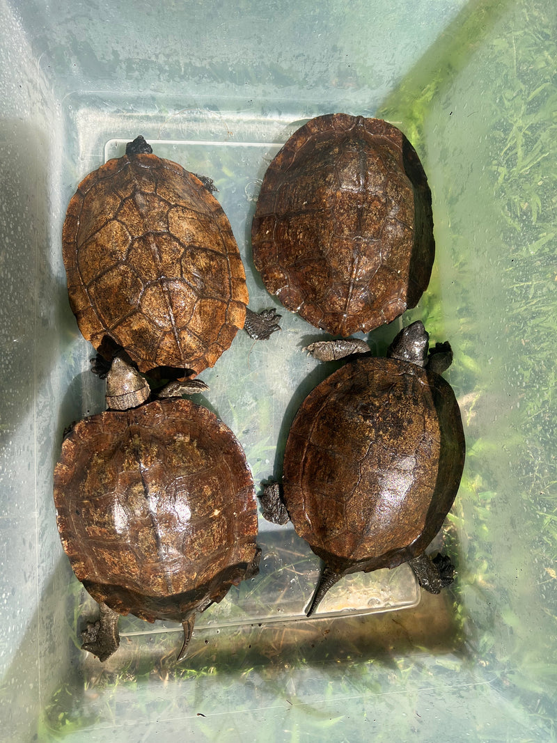 Adult Leaf Turtle Group 1.3 (Cyclemys oldhamii)