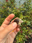 Hypomelanistic Common Snapping Turtle 2026
