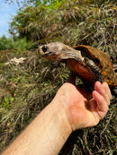 Keeled Box Turtle Adult Female (Cuora mouhotii mouhotii)