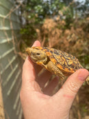 HI White Pancake Tortoise Adult Female