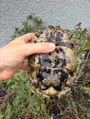 Mesopotamian Greek Tortoise Adult Male