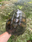Common Snapping Turtle Adult Female