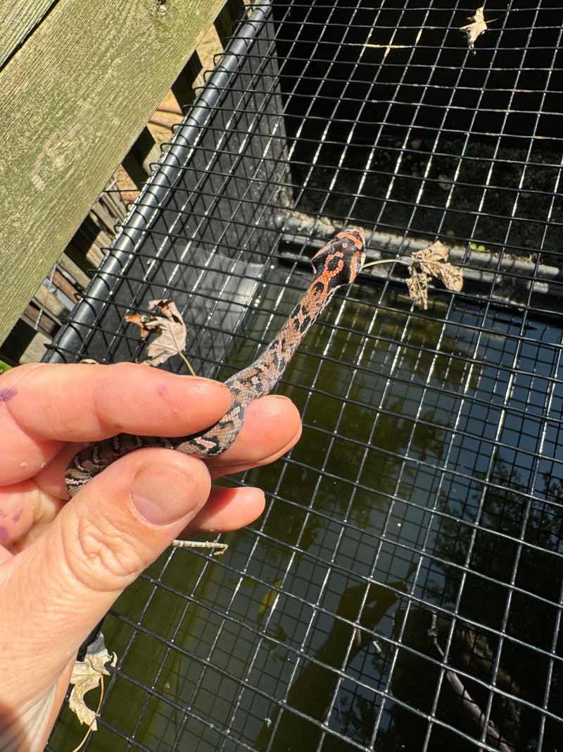 Red Eastern Hognose Snake 2024 Female