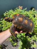 Yellow Footed Tortoise CB Adult Female