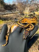 Fire Low White Pied Ball Python Female