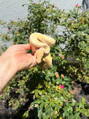 Banana Ball Python Mixed Morph Male
