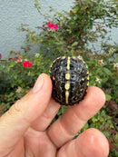 HI YELLOW Florida Box Turtle