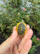 Golden Flame Florida Red Bellied Turtle 2026