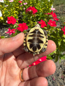 Hi Color Yellow Baby Eastern Box Turtle