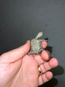 Hi White Concentric Diamondback Terrapin 2023