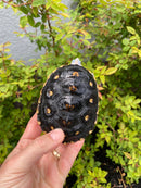 Ornate Diamondback Terrapin Female