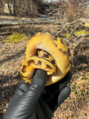 Super Enchi Low White Pied Ball Python Female