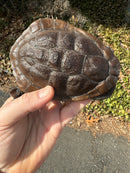 Roti island Snake Neck Turtle Adult