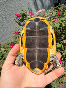 Twist-necked Turtle LTC Male