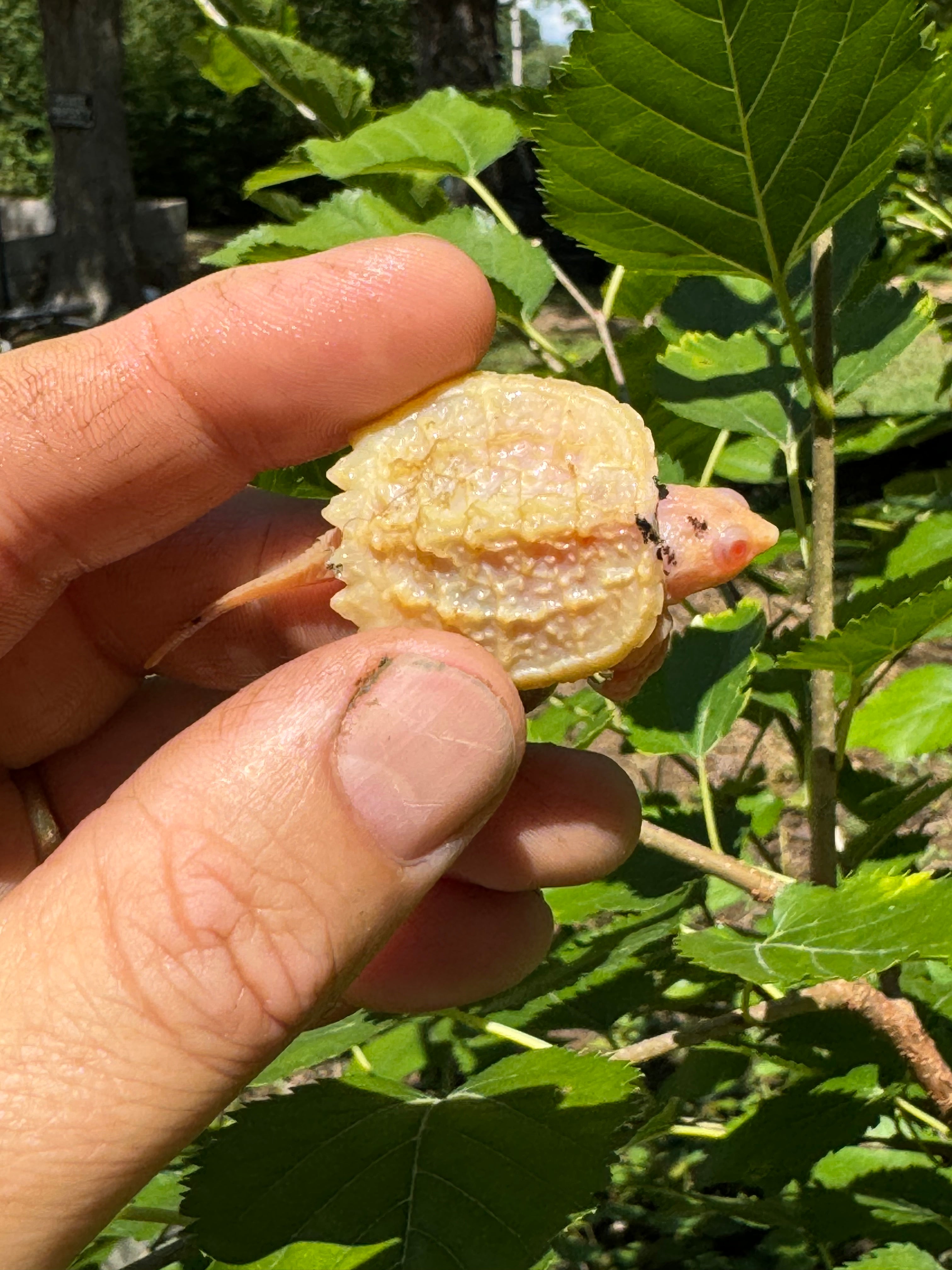 Baby Albino Common Snapping Turtles For Sale | American Reptile ...