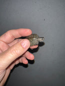 Concentric Diamondback Terrapin 2023 (Malaclemys terrapin)