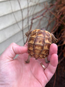 Syrian Golden Greek Tortoise 2023