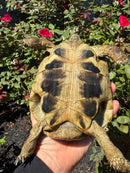 Eastern Hermann's Tortoise Adult Male