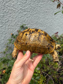 Mesopotamian Greek Tortoise Adult Female