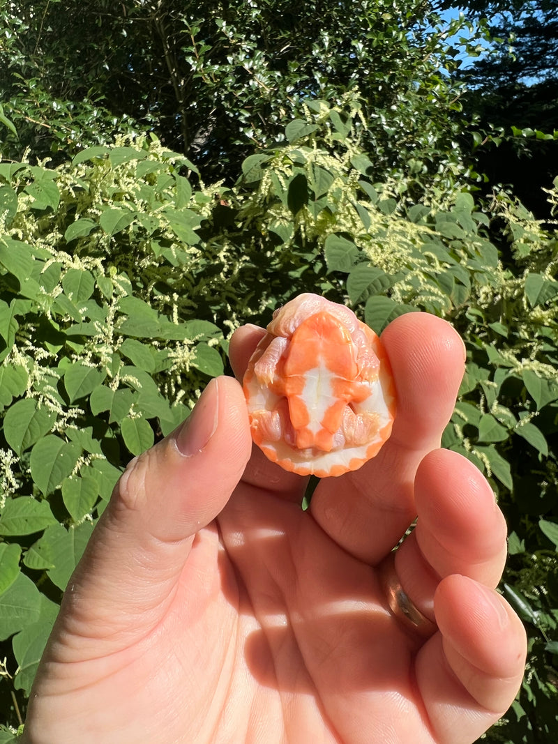 Albino Pink Bellied Sideneck Turtle Baby (Emydura subglobosa)