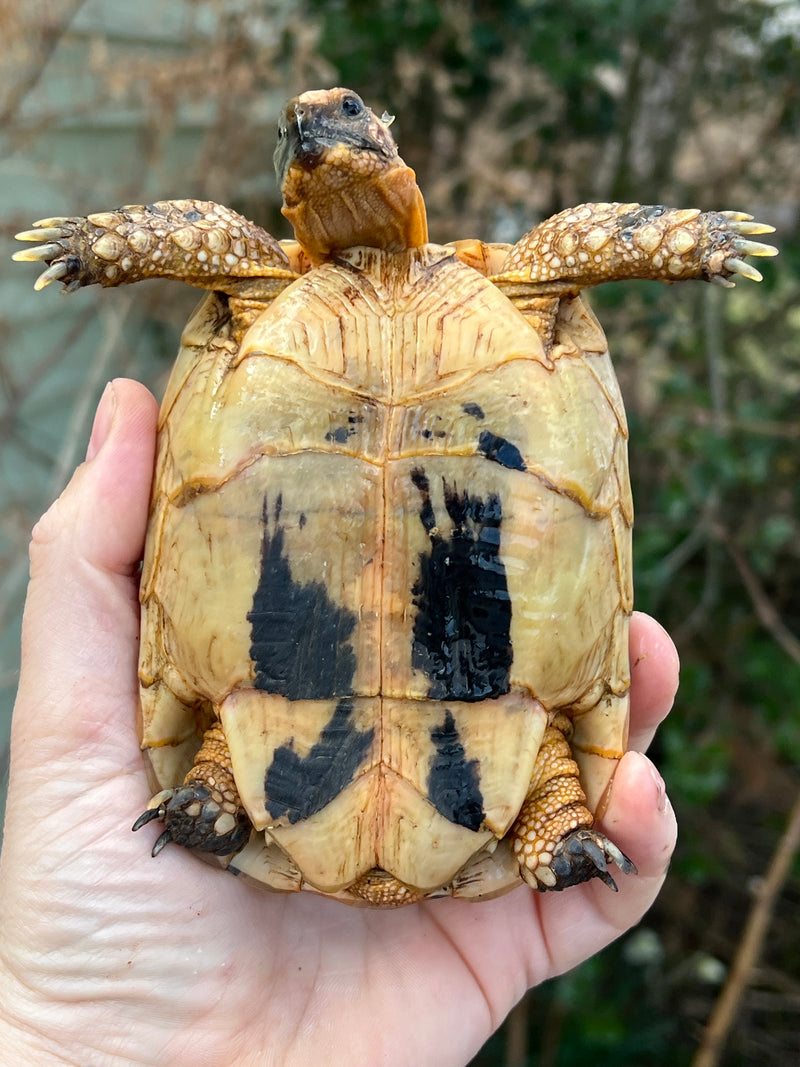 Jordanian Golden Greek Tortoise Female