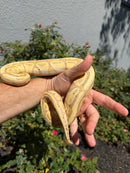 Banana Ball Python Mixed Morph Male